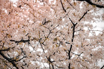 벚꽃 축제 안내