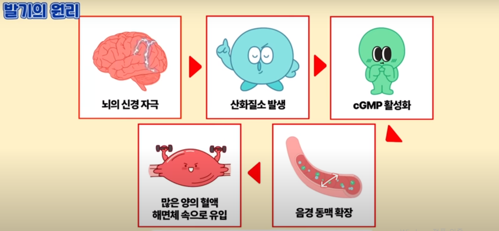 발기의 원리