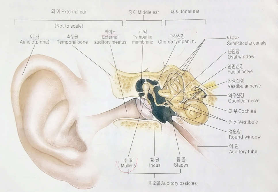 귀의 구조