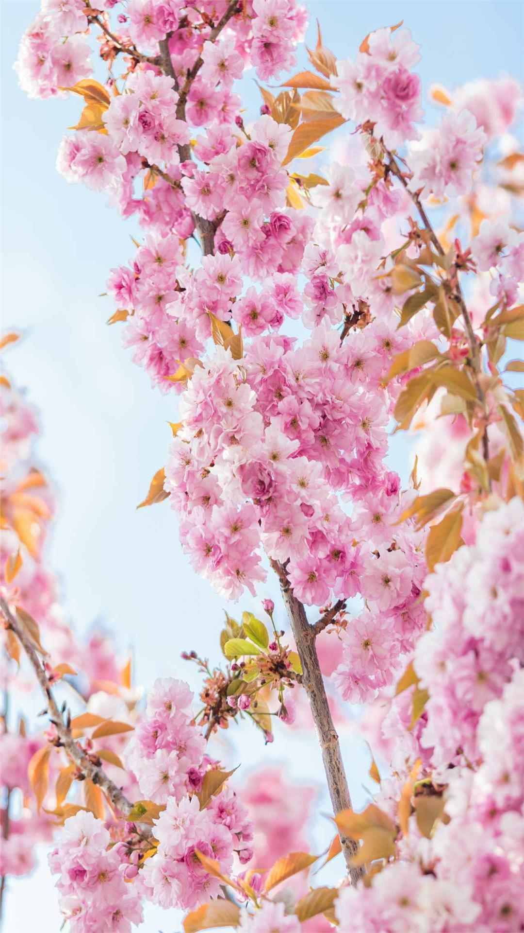 Cherry blossoms iPhone Wallpaper for Flower