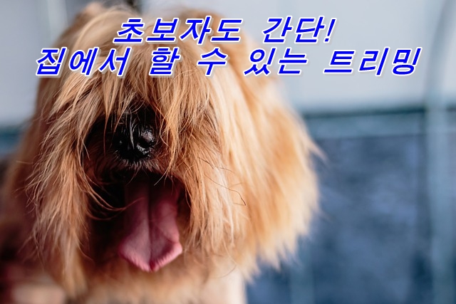  초보자도 간단! 집에서 할 수 있는 트리밍