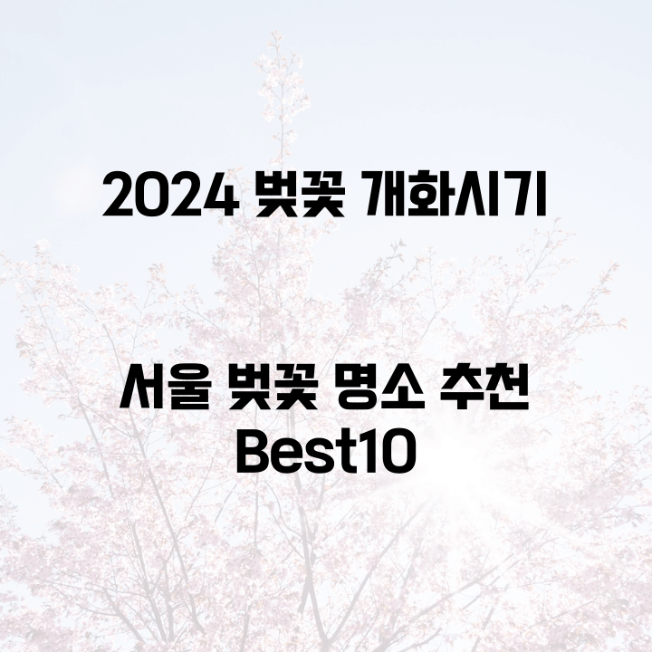 2024 벚꽃 개화기시