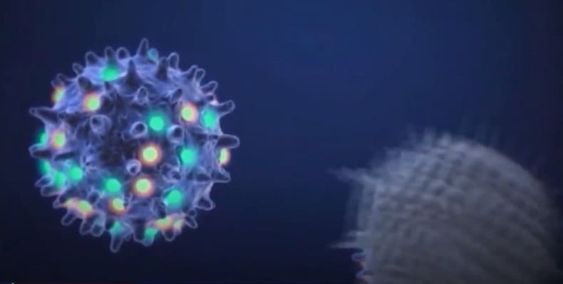 바이러스만을 먹는 유기체 세계 최초 발견 VIDEO: An Organism That Can Dine Exclusively on Viruses Has Been Found in a World First