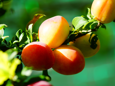 살구 효능 10가지 26