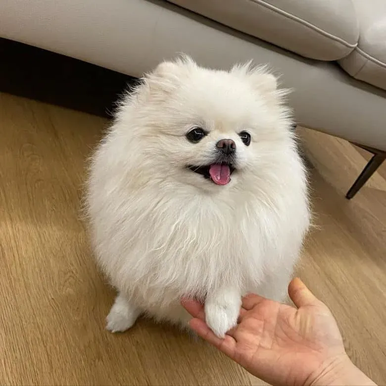 포메라니안 분양가 성격 특징 장단점 사료추천 가격_3