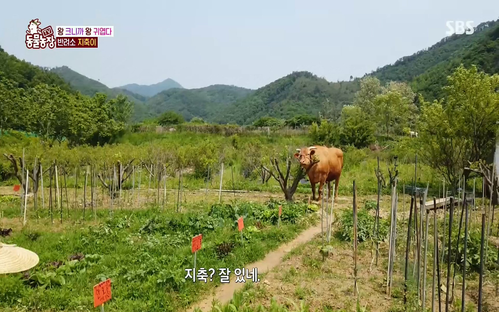TV 동물농장.E1074.220619p.H264-F1RST.mp4_20220619_181056.734.jpg