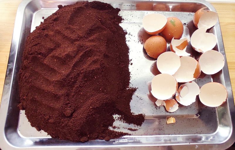 창가 커튼 앞에서 쟁반을 놓고 계란 껍데기와 커피찌꺼기를 말리고있는 사진