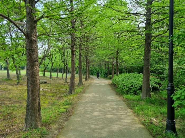 낙우송-산책로