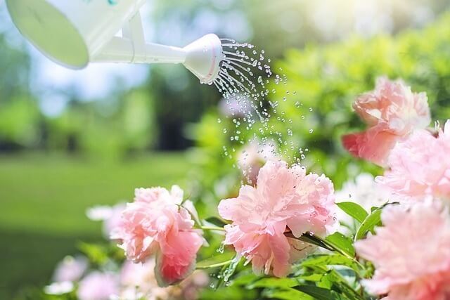 꽃에 물을 주는 모습
