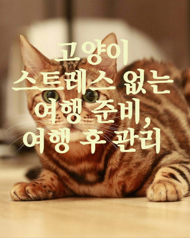 고양이 여행 준비 체크리스트