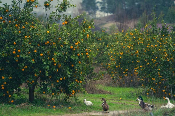 딥디크-오데썽-오렌지-나무