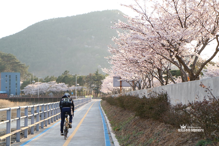 벚꽃길과 자전거 길을 따라 라이딩 하는 사람