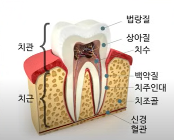  치조골 보강 성분 