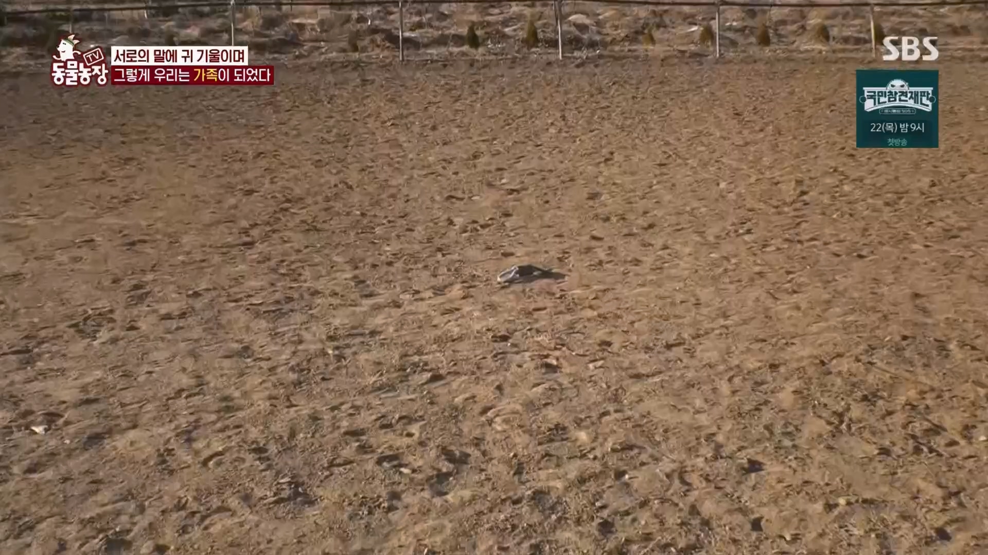 TV 동물농장.E1158.240211p.H264-F1RST.mp4_20240211_194057.444.jpg