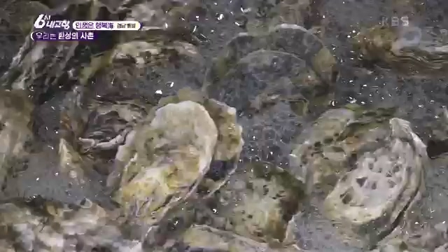 6시 내고향_김장의 필수품 평창 고랭지 배추 - 강원 평창 [슬기로운 두 반장] 슬기로운 어르신들을 찾아서 (충북 제천) [붕붕이가 간다] 철원에 무슨 일이 (강원 철원) [인생은 행복海] 우리는 환상의 사촌 (경남 통영).ts_20231117_205449.349.jpg