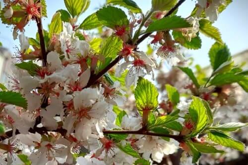 앵두꽃-피는시기-개화시기-앵두나무꽃-꽃말