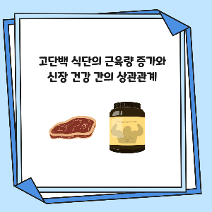 고단백 식단과 근육량 증가 및 신장 건강 관계