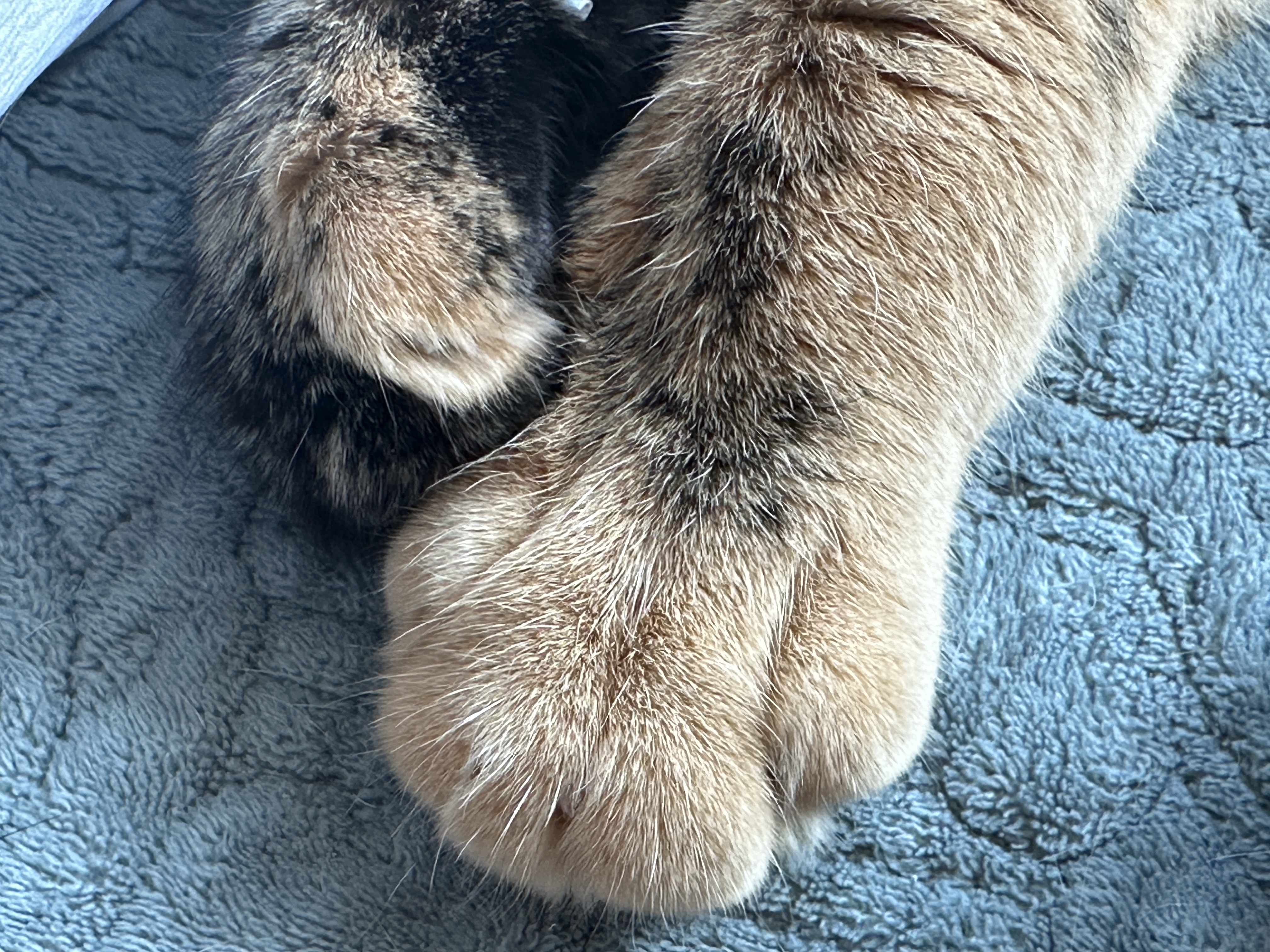 카오스고양이_사랑이_앞발_솜방맹이