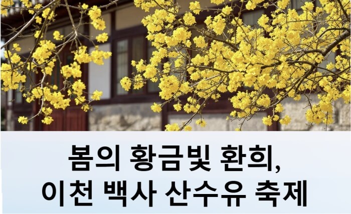 이천 산수유 축제 이미지