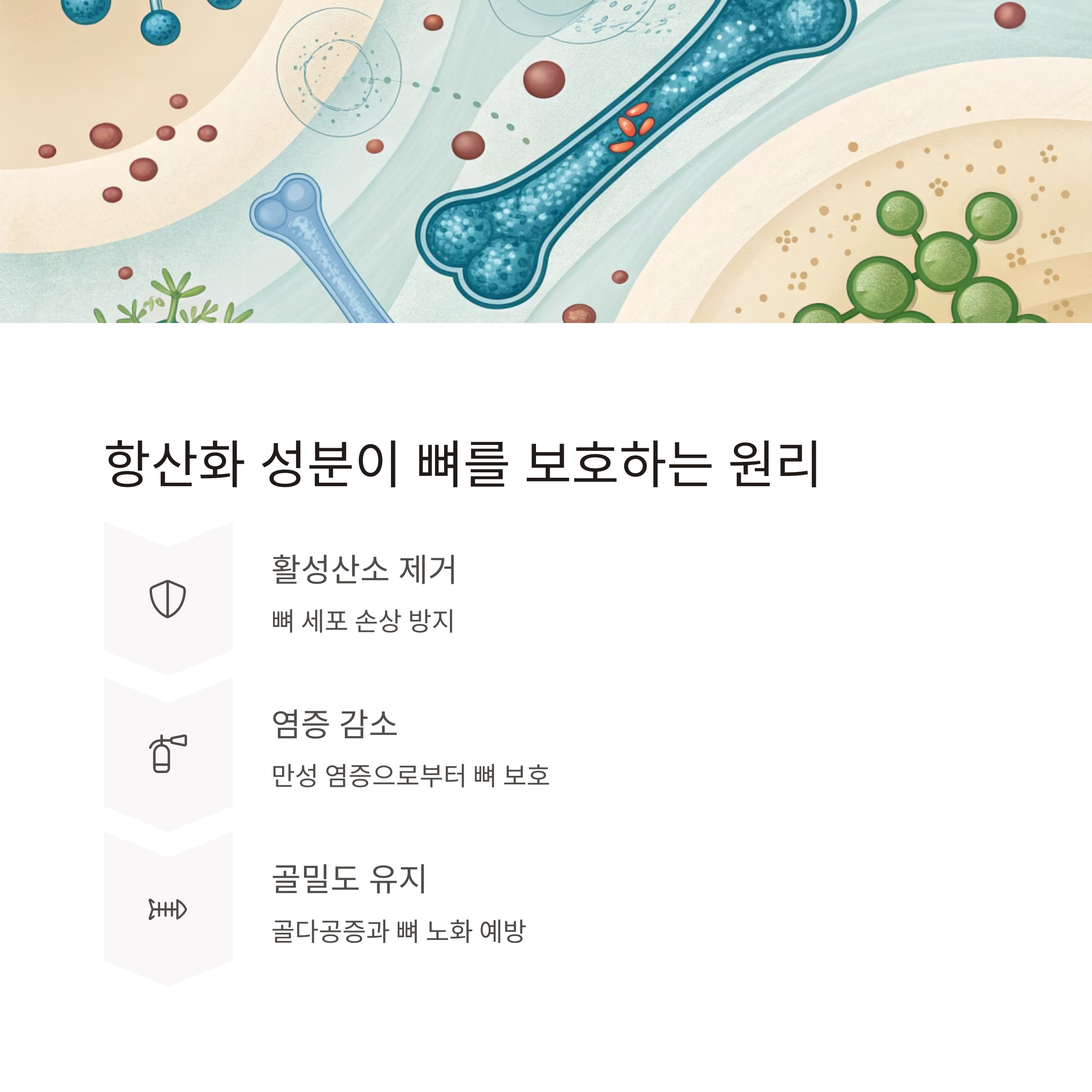 시금치 뼈건강