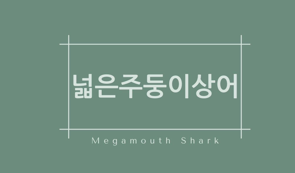 넓은주둥이상어(Megamouth Shark)