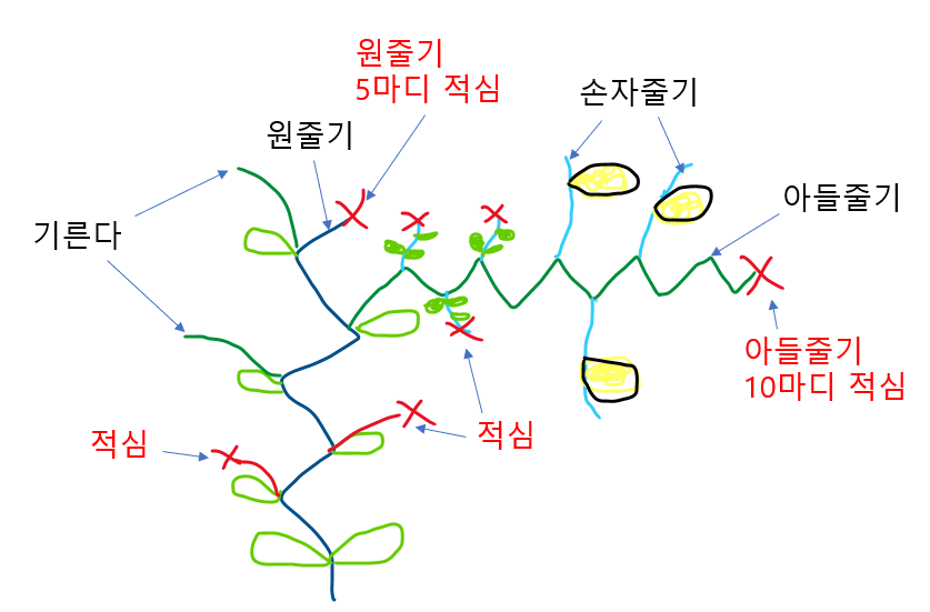 참외 순치는 시기와 순지르기 방법