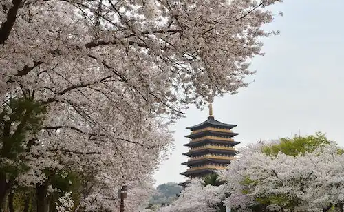 경주 보문단지 꽃 이미지