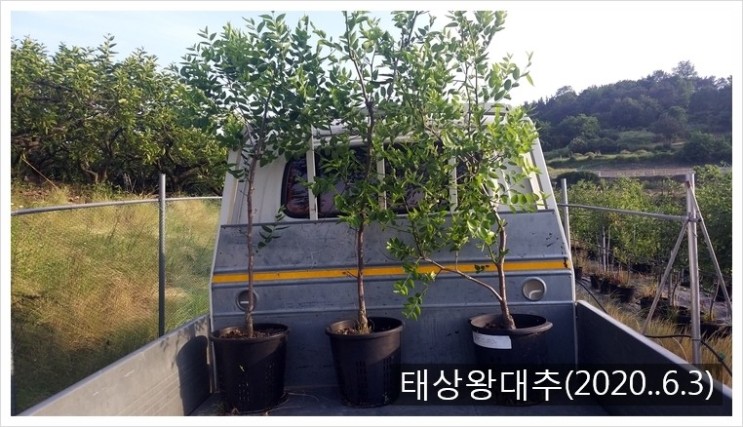 태상 이미지