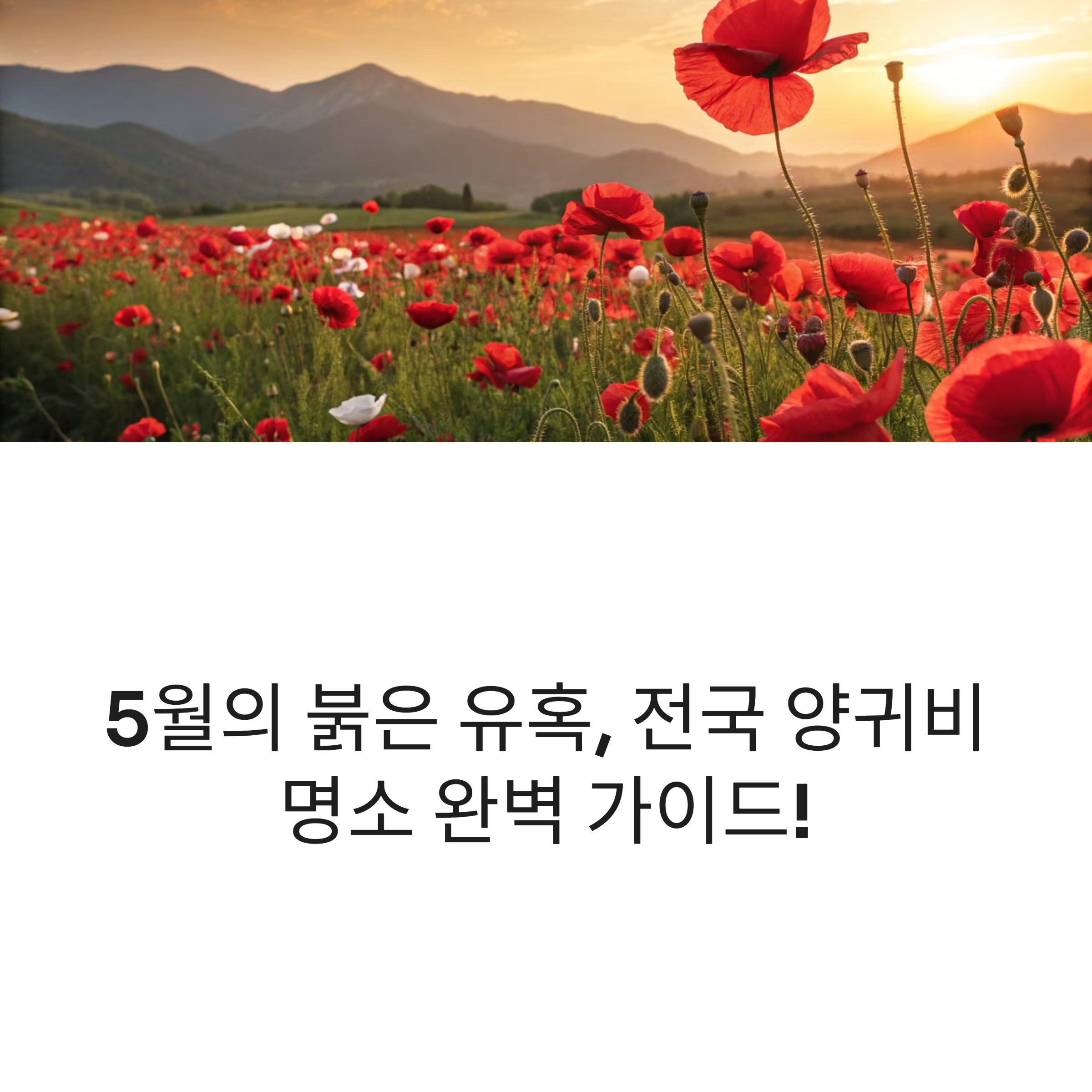 전국 양귀비 명소 추천