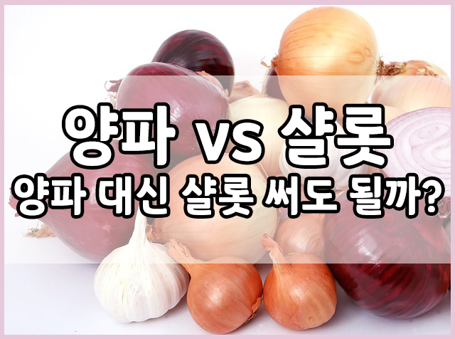 양파 vs 샬럿(샬롯) : 샬롯 대신 양파 써도 될까?