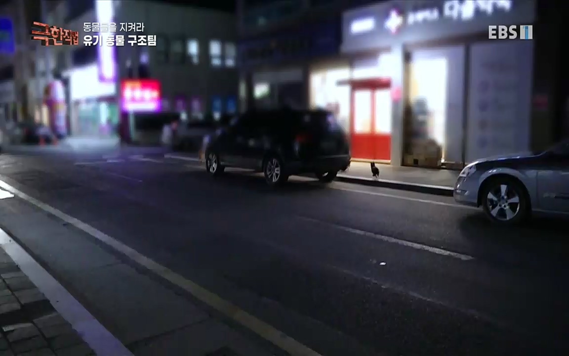 TV - 교육의 중심 EBS동물들을 지켜라, 수의사와 유기 동물 구조팀.mp4_20220913_200155.110.jpg