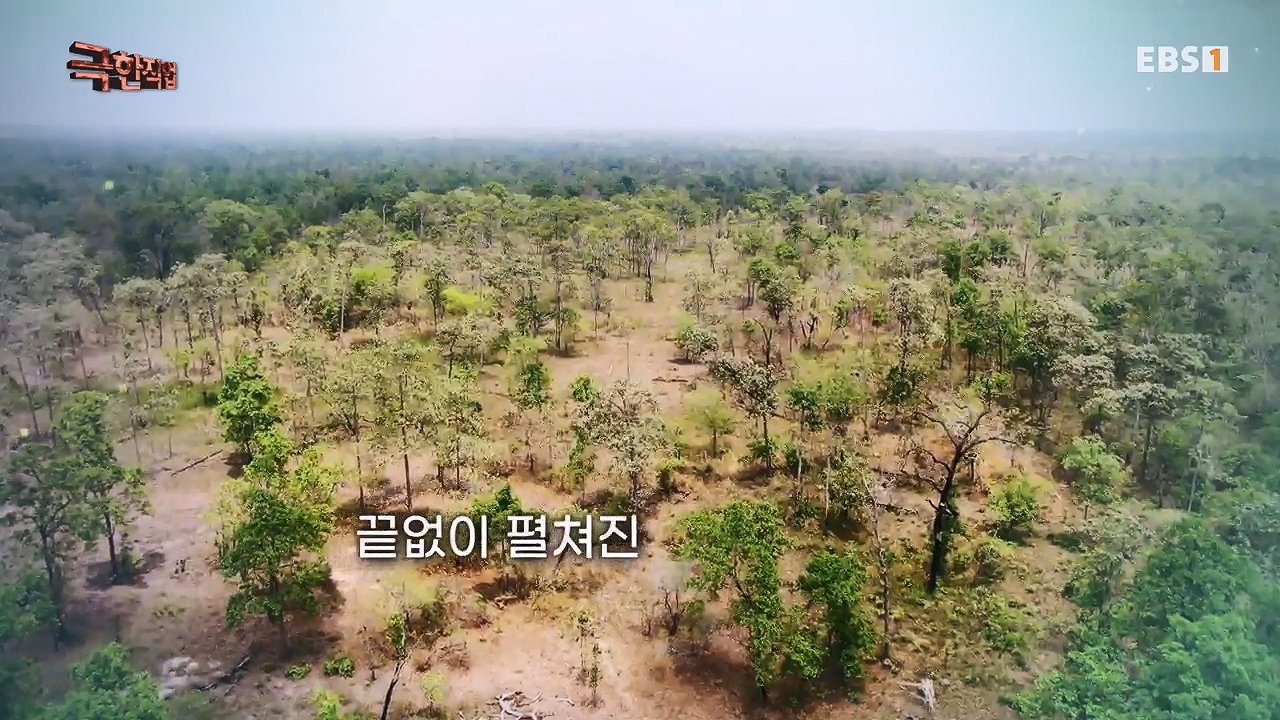 TV - 전 국민의 평생학교 EBS캄보디아 - 독충을 잡는 사람들.mp4_20230501_173347.181.jpg