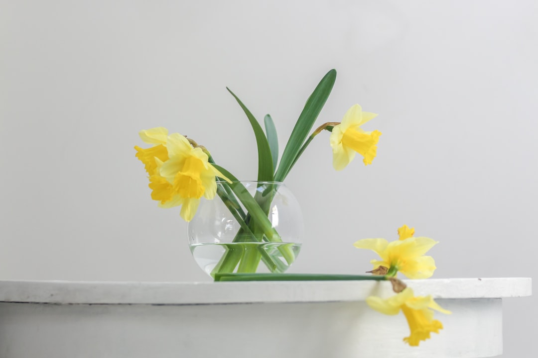 Daffodil