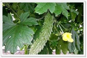 여주의 효능(10종) 9