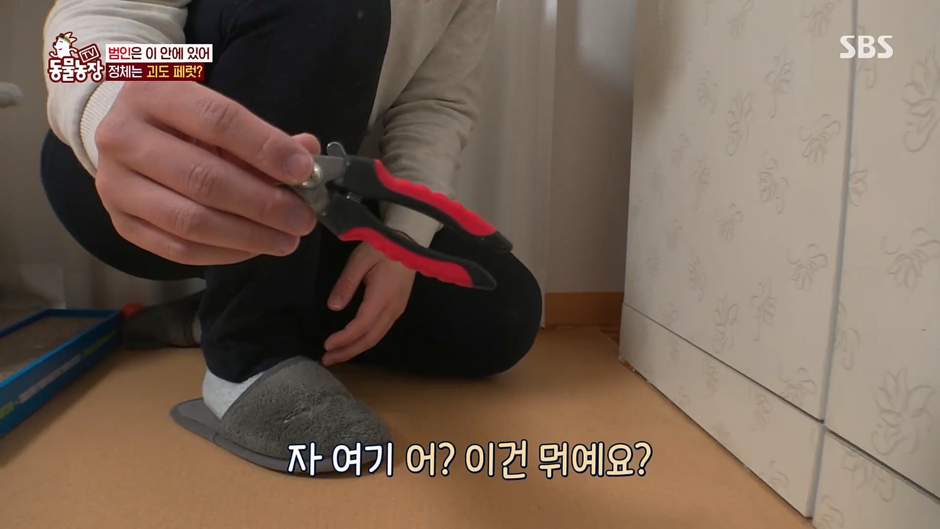 TV 동물농장.E1109.230226p.H264-F1RST.mp4_20230226_161916.710.jpg