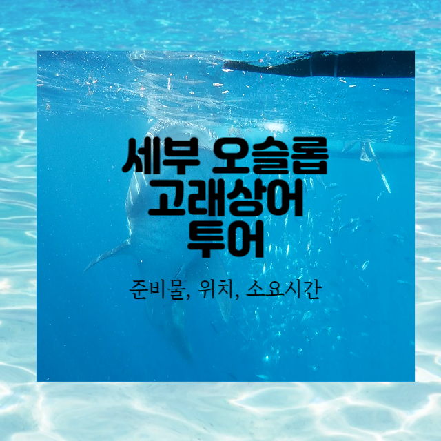  오슬롭 고래상어 현지투어 현실적인 대기 시간 및 투어방법, 준비물, 소요시간