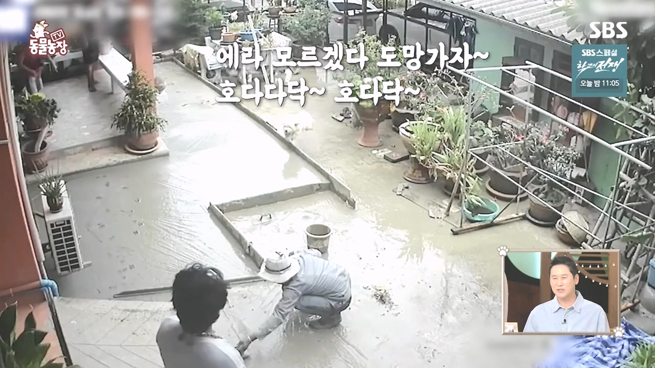 TV 동물농장.E1142.231023p-NEXT.mp4_20231022_173948.122.jpg