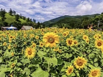 7월 여행지 추천 이색 축제 즐길 수 있는 곳 총정리_23