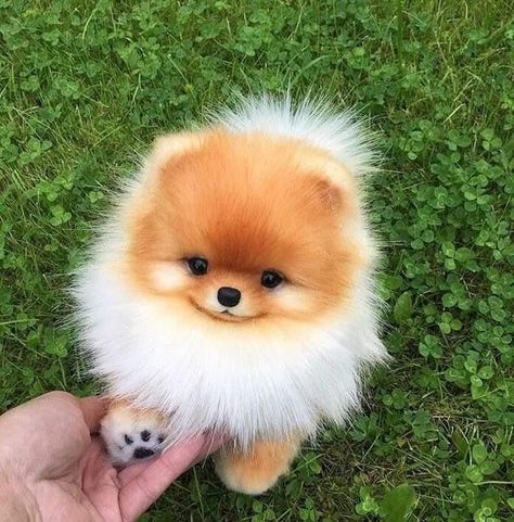  강아지 배변 훈련 방법  배변참는 강아지, 배변먹는 강아지