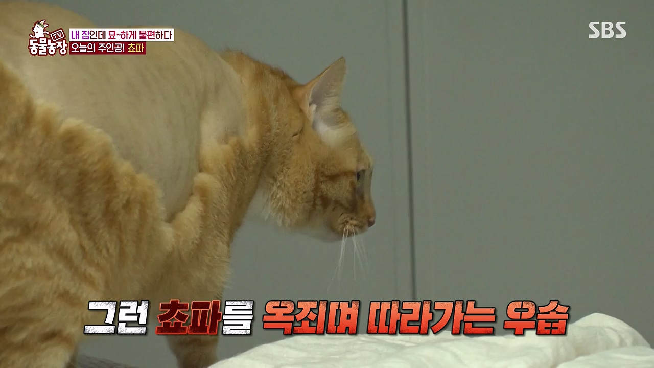 TV 동물농장.E1137.230911p-NEXT.mp4_20230910_183212.819.jpg