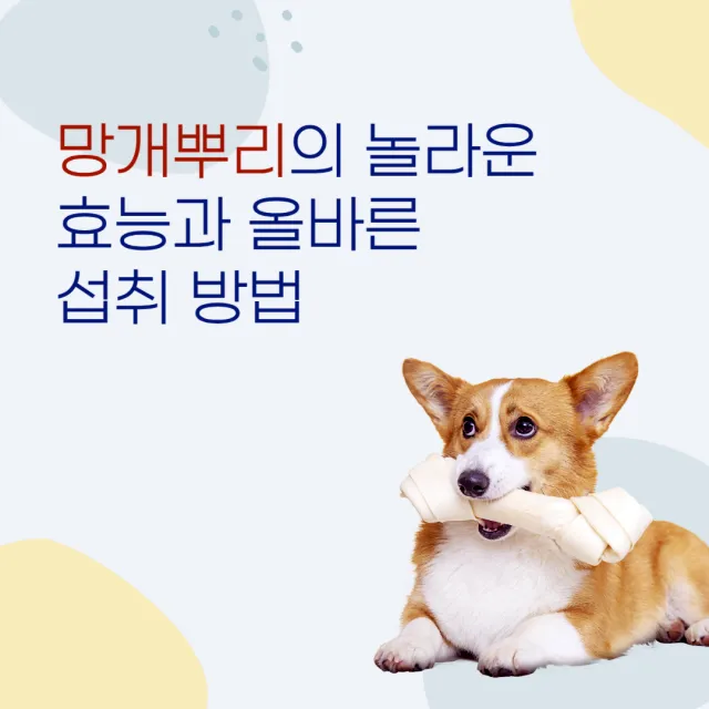  망개뿌리의 놀라운 효능과 올바른 섭취 방법