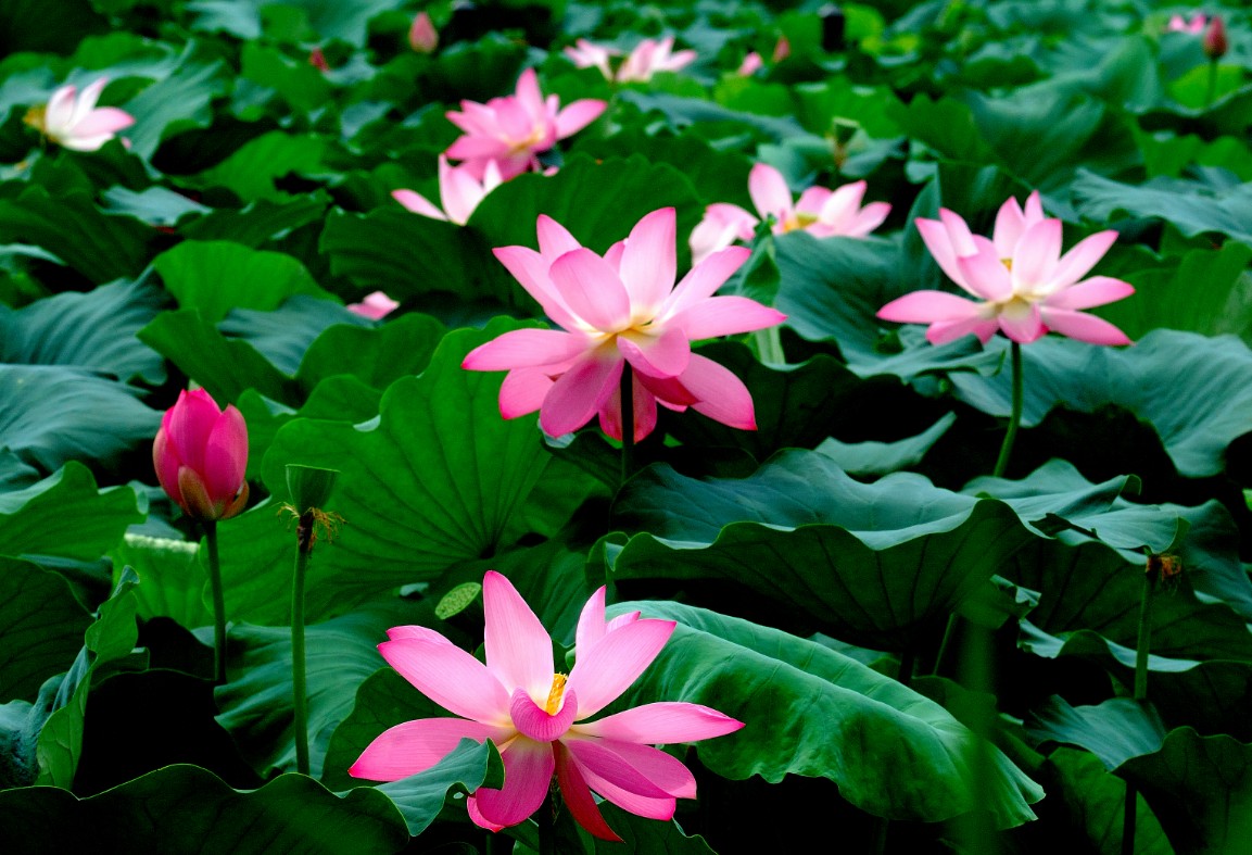  [마음 챙김, 명상, 마음공부] 자신의 실체는 생명이며 사랑.