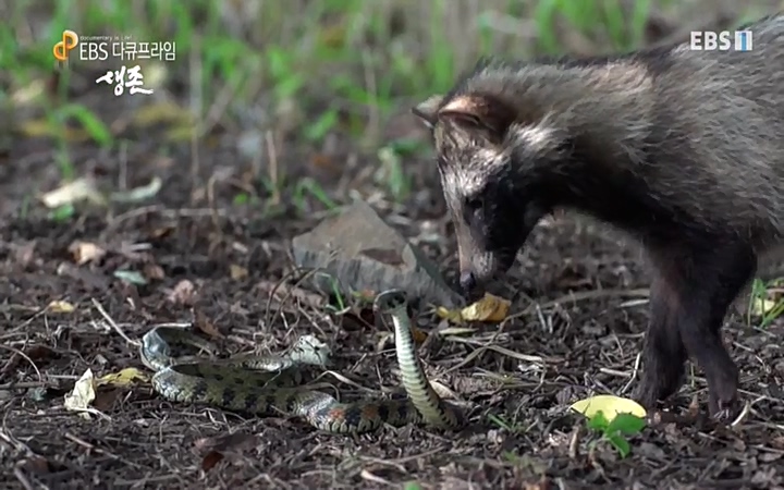 EBS 다큐프라임_ 220628.avi_20220629_205624.595.jpg