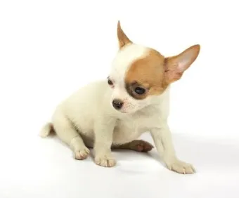 치와와 분양 종류 장모 단모 치와와 성격 수명_8