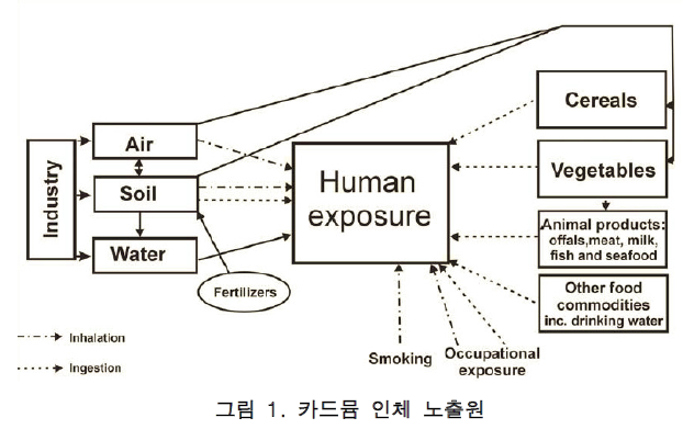 카드뮴 인체 노출원