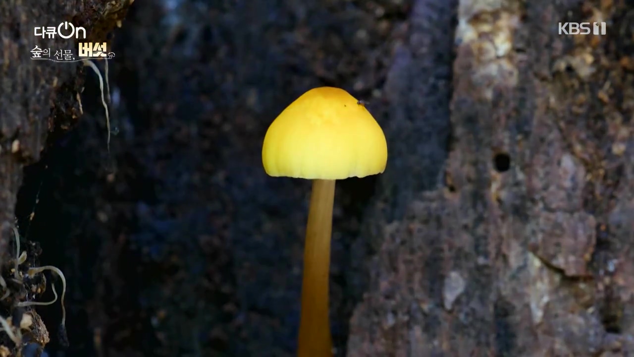 다큐 온.E227.231120p-NEXT.mp4_20231121_201836.634.jpg