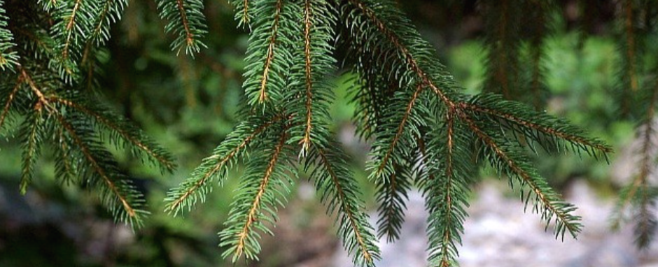  산림기능사 필기 대비 요약 - 조건별 나무종류 1