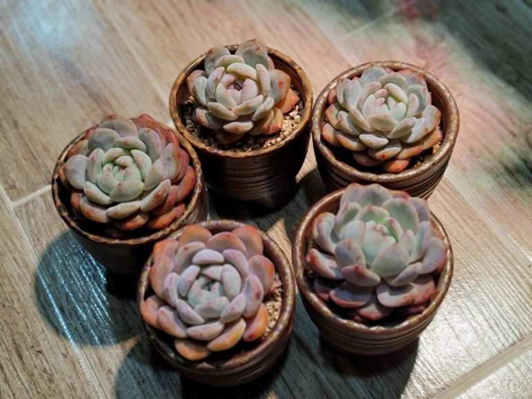 오렌지 먼로 겨울 염소 여름잎 정리 다육 식물 키우는 법 종류명, 17