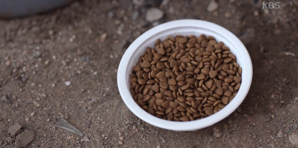 무렵 장난 정체 동백꽃 2