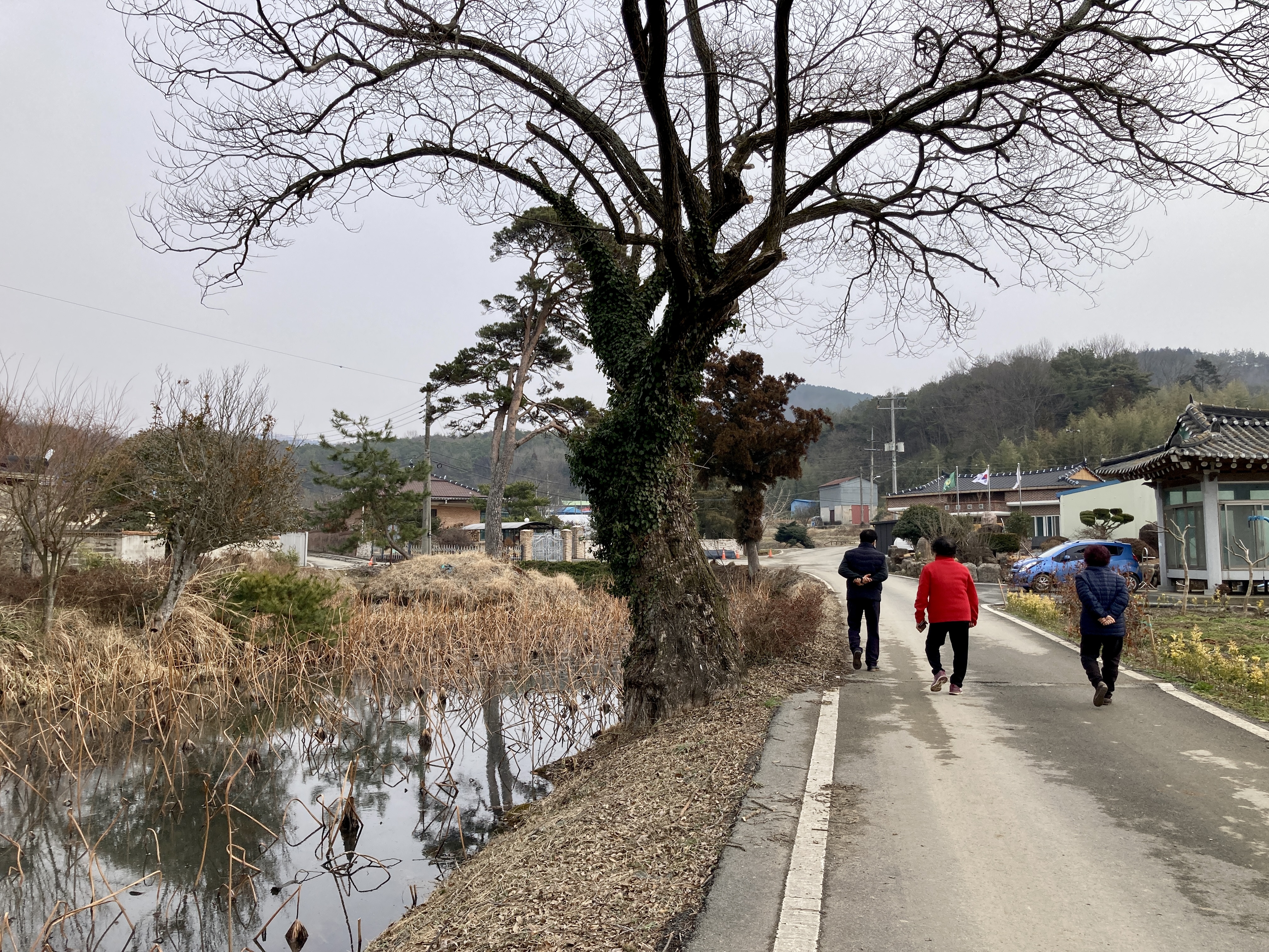 금당백련 이미지